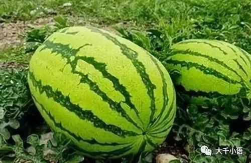 新疆网红吃瓜视频大全集,趣味横生的美食之旅  第2张