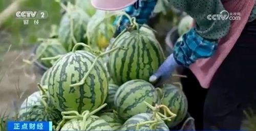 新疆网红吃瓜视频大全集,趣味横生的美食之旅  第3张